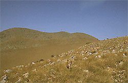 corolina 03
