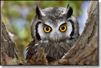 southern_white_faced_scops_owl